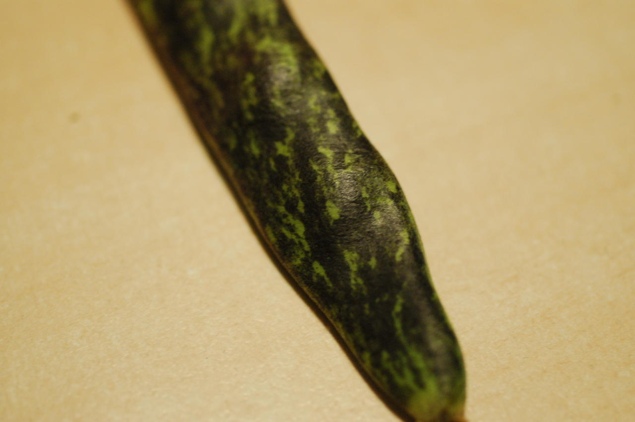 DSC_0390.JPG