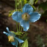blueflower-60