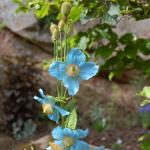 blueflower_camera_basic