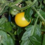 DSC03826a