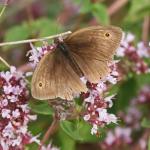 meadow brown