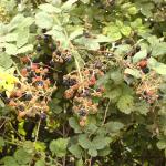 blackberries