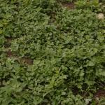 coriander
