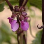 cosse_violette-flower
