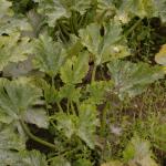 courgette2