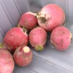 harvest-radishes