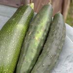 harvest_cucumbers_and_courgette