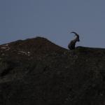 Ibex 3