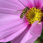hoverfly