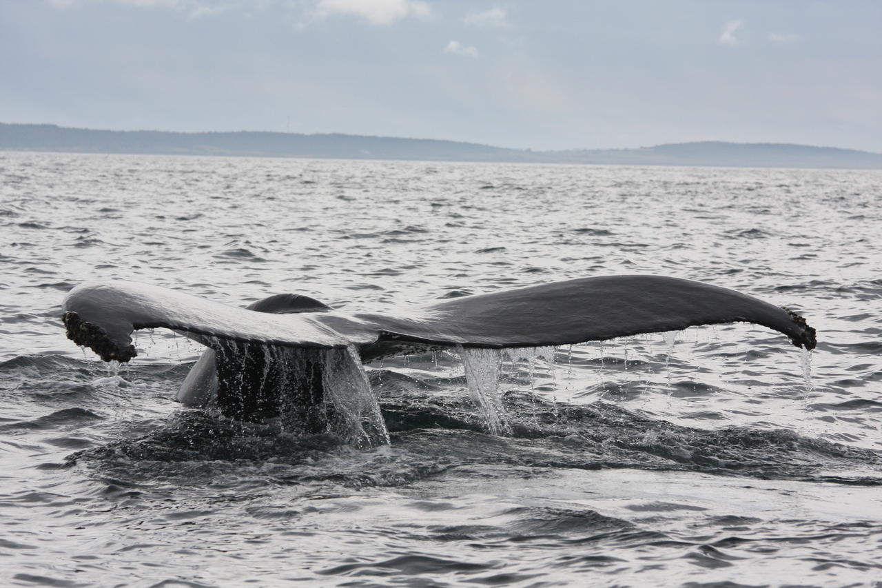 Nova Scotia Humpback Whale