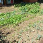 allotment 021