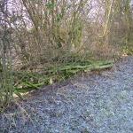 Canal towpath hawthorn winter