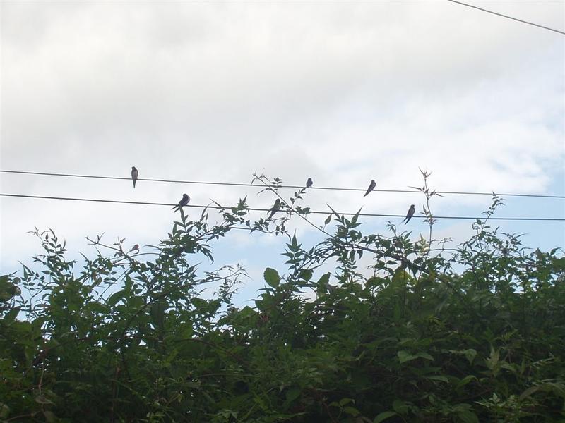 swallows 003