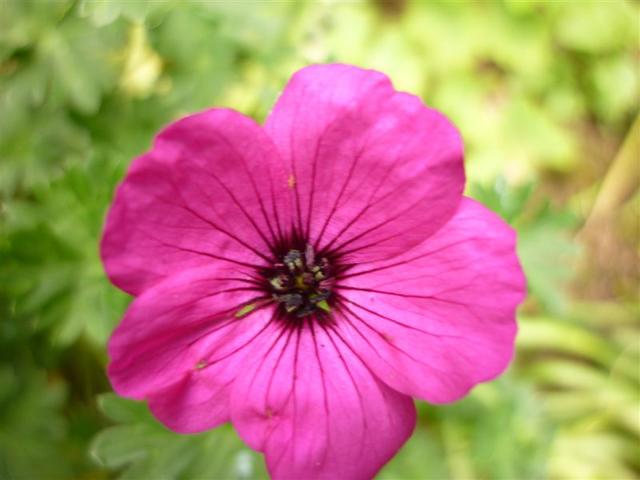 cranesbill geranium