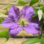 Flowers_july 006