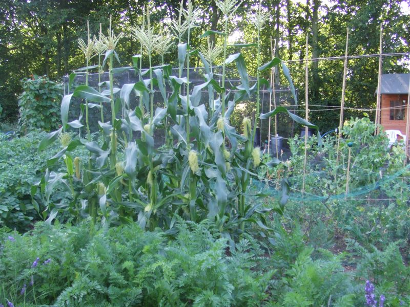 2008_0322allotment20080076