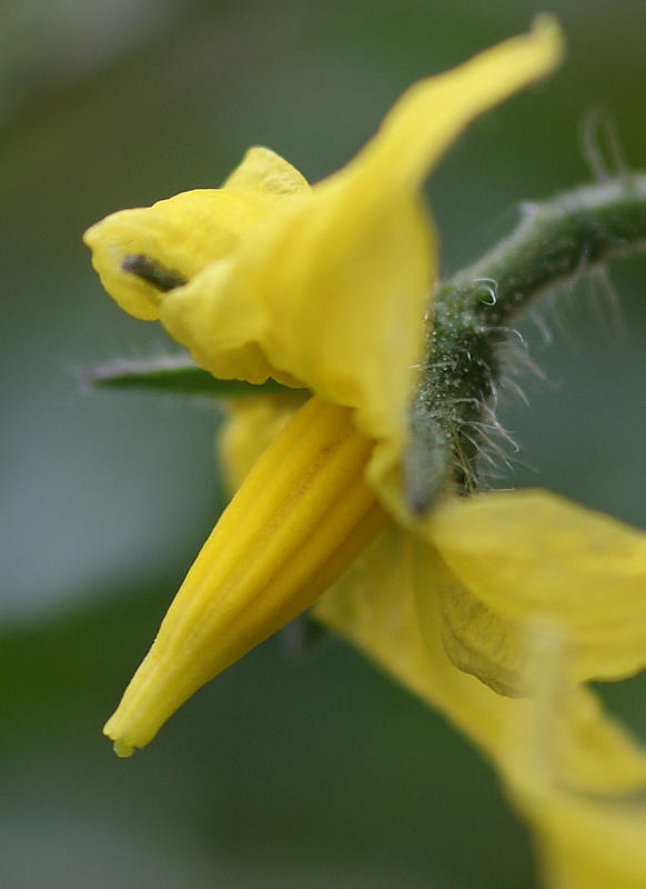 Tomato flower