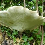 fungi 2