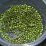 Harvested underripe coriander seeds