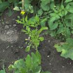 other outdoor chili, not doing so well