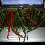 indoor chili harvest. It will take a while to get through these...
