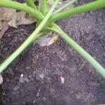 DSC01004