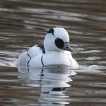 Smew11