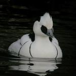 Smew1a%20(1)