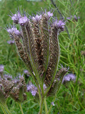 Phacelia_1