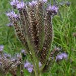 Phacelia_1