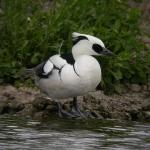 Smew2