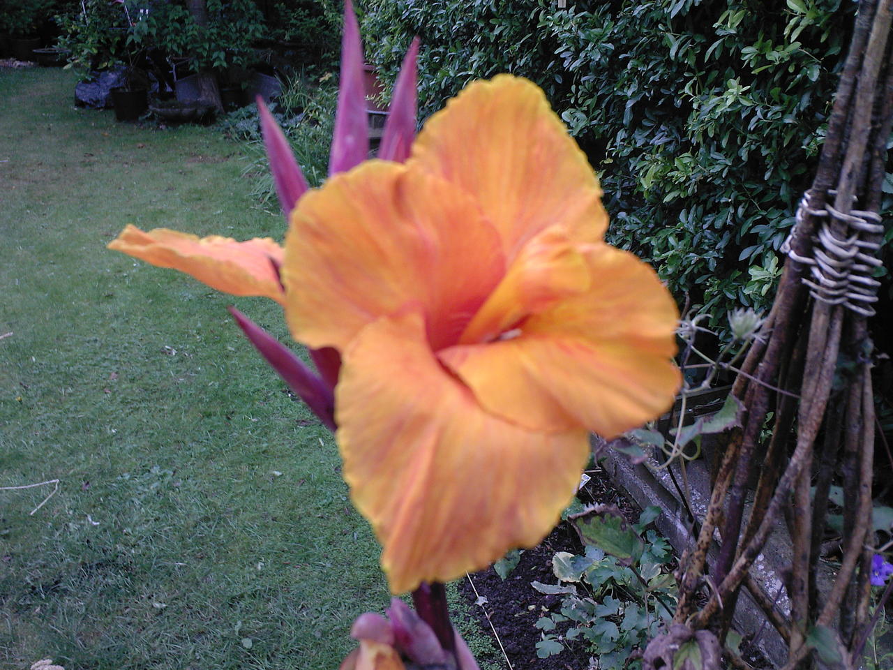Canna