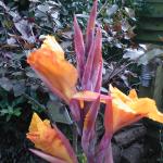 Canna2