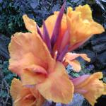 Canne3