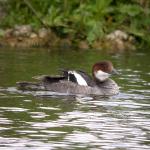 1st-winter-smew