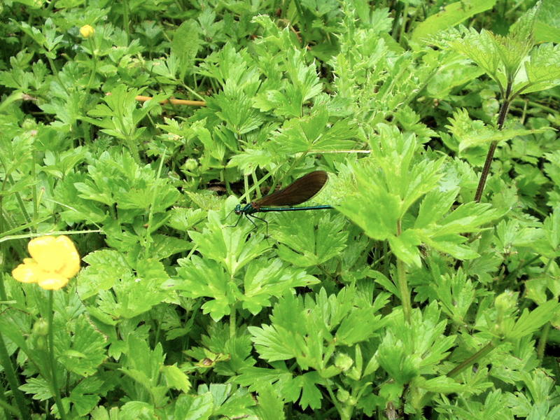 Demoiselle agrion