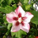 Hibiscus 'Hamabo'