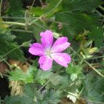 Flowers_aug 009