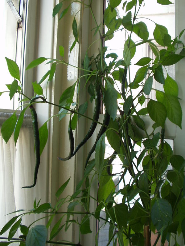 P7040042