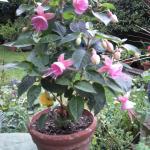 Fuscia_ CarlaJohnson_Photo-0033