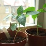 peppers