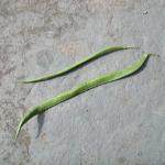 P1010008