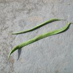 P1010009