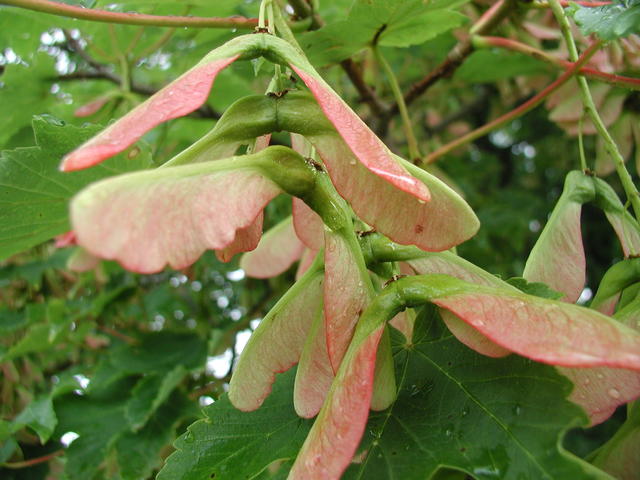 P1010008.JPG