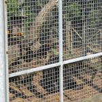 Monkey Sanctuary 032