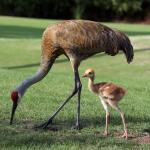 Sandhill Crane
