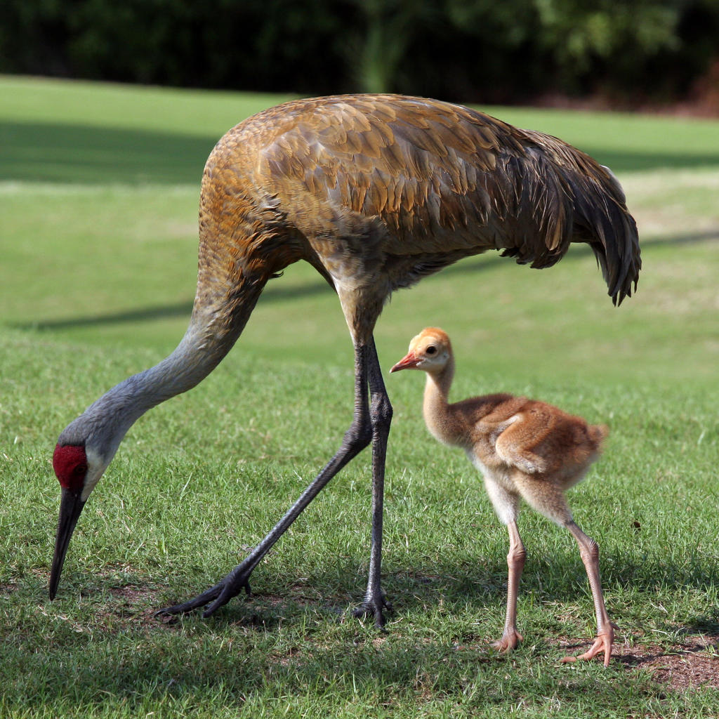 Sandhill Crane