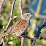 Dunnock