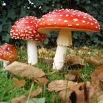 Fly Agaric