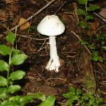 European Destroying Angel
